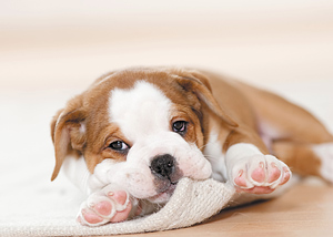 How to stop a puppy from biting